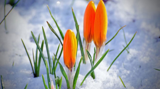 spring-flower-and-snow-1363001040O8n (1)